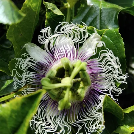 Casa Do Pitoco Vakantiehuis Belinho