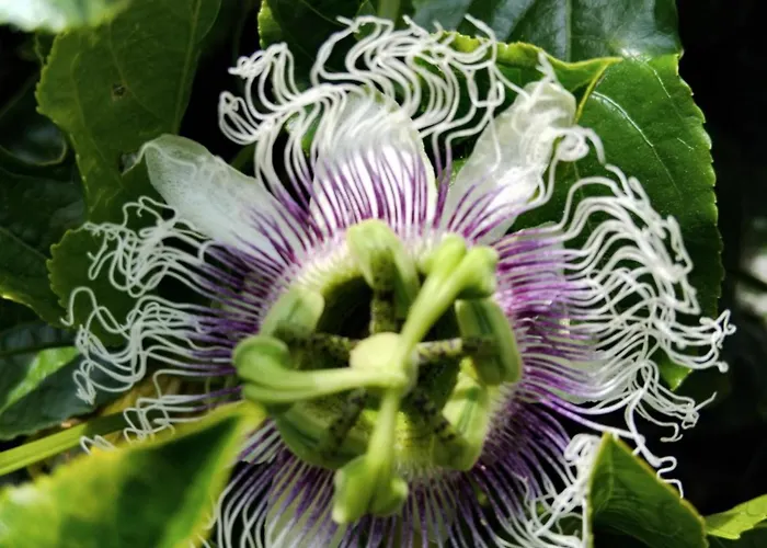 Casa Do Pitoco Tatil Evi Belinho